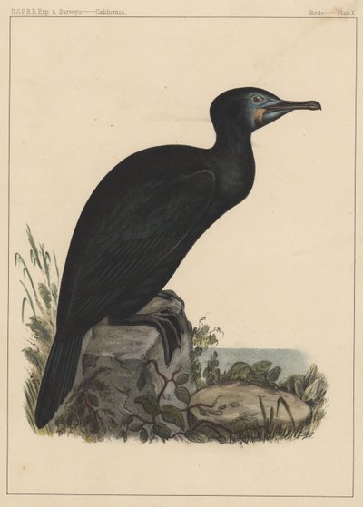 Birds, Plate X by American School